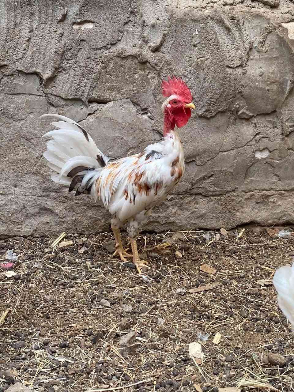 بورسلان • ورد • بصره قرنه