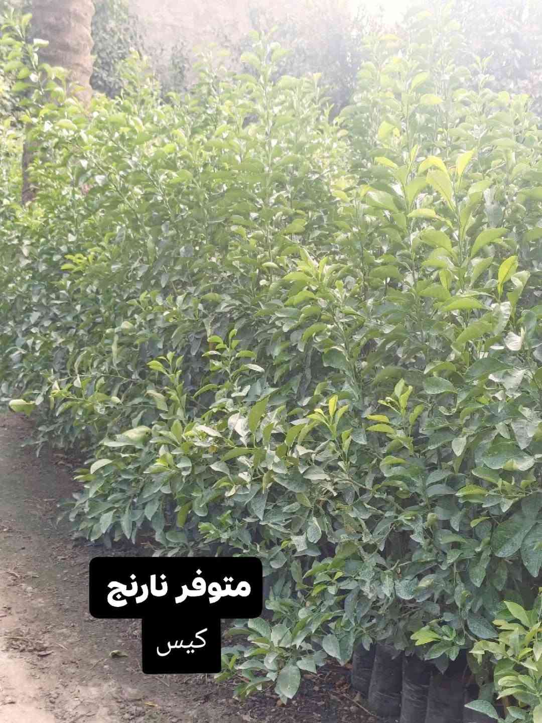حمضيات • برتقال سندان • نارنج كيس