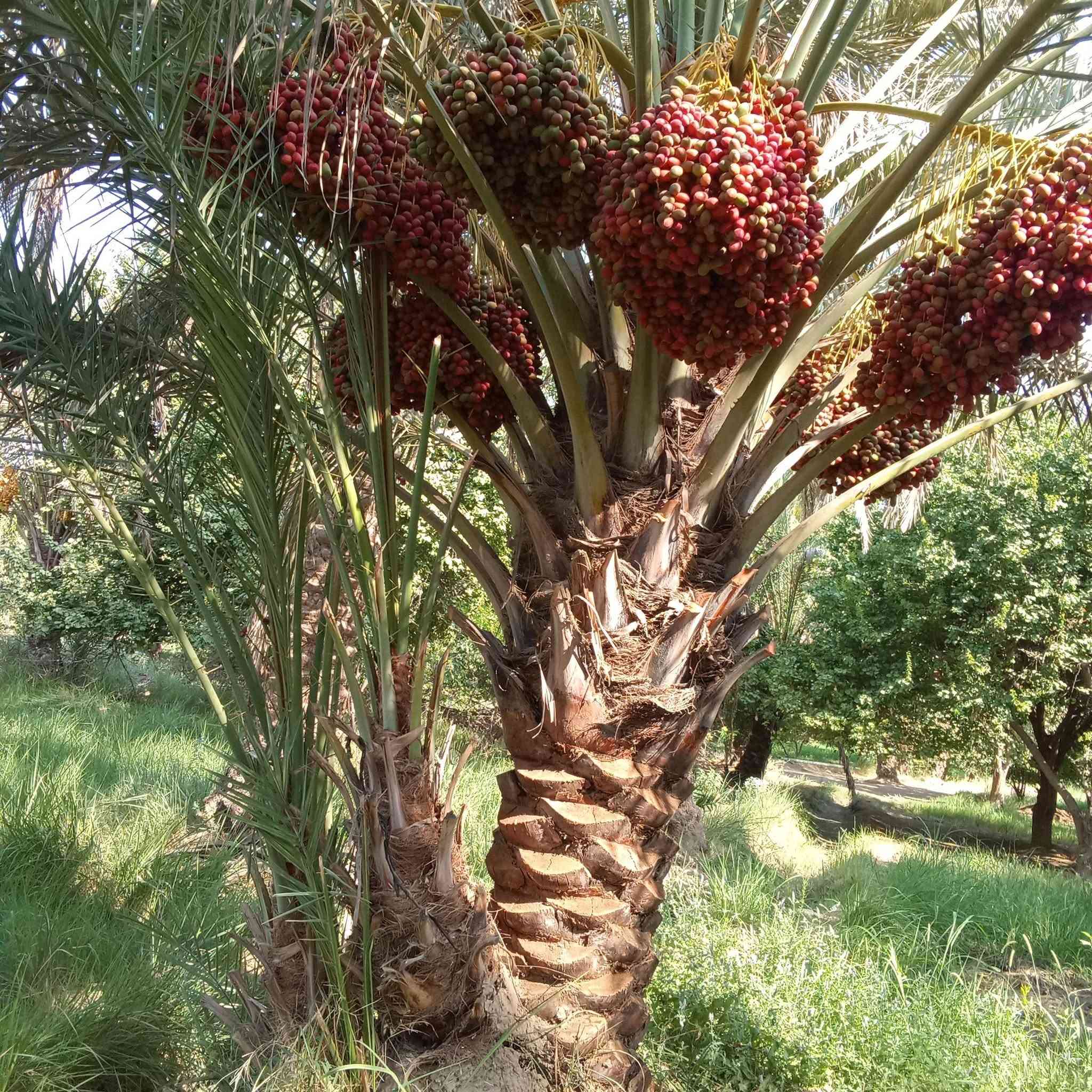 سلام عليكم
فسائل 

لولو 

بربن 

***********

@إشارة
