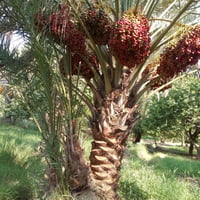 فسائل • لولو • بربن