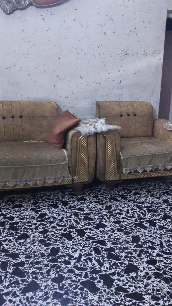 تخم قنفات • ١٠مقاعد • بيج خردلي