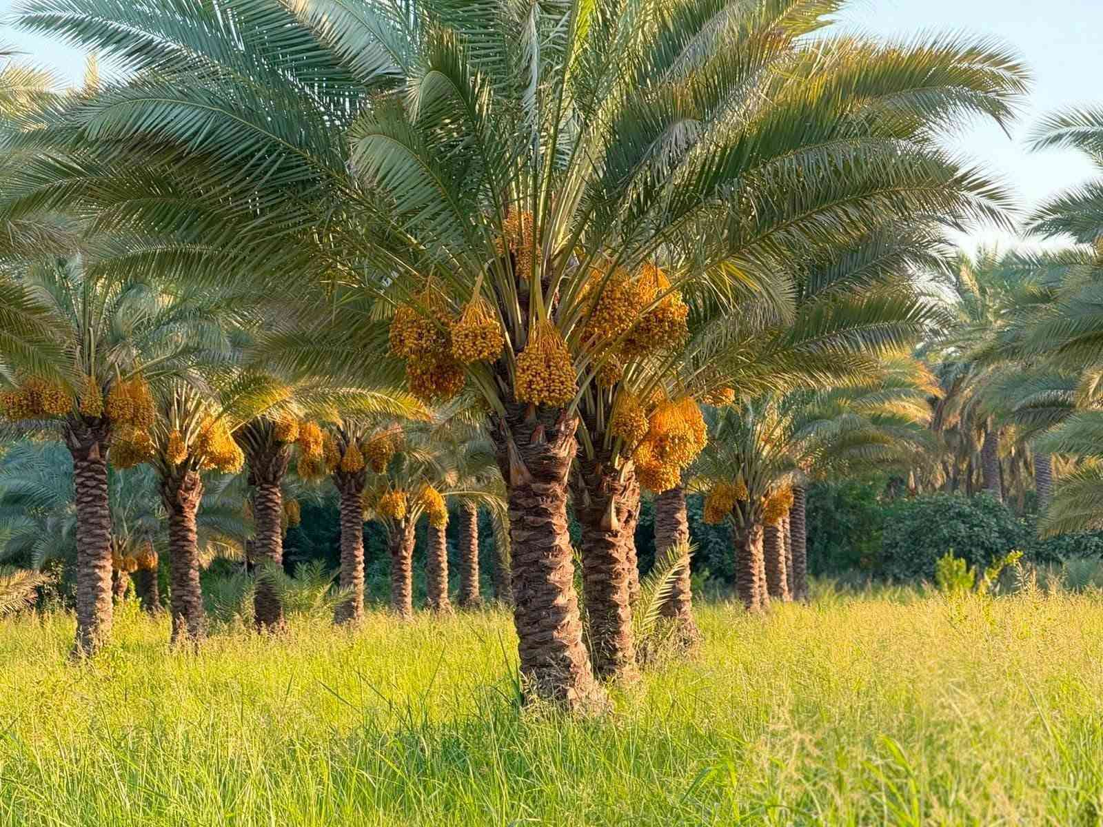 ٤٠ دونم • سند ٢٥ • زراعي