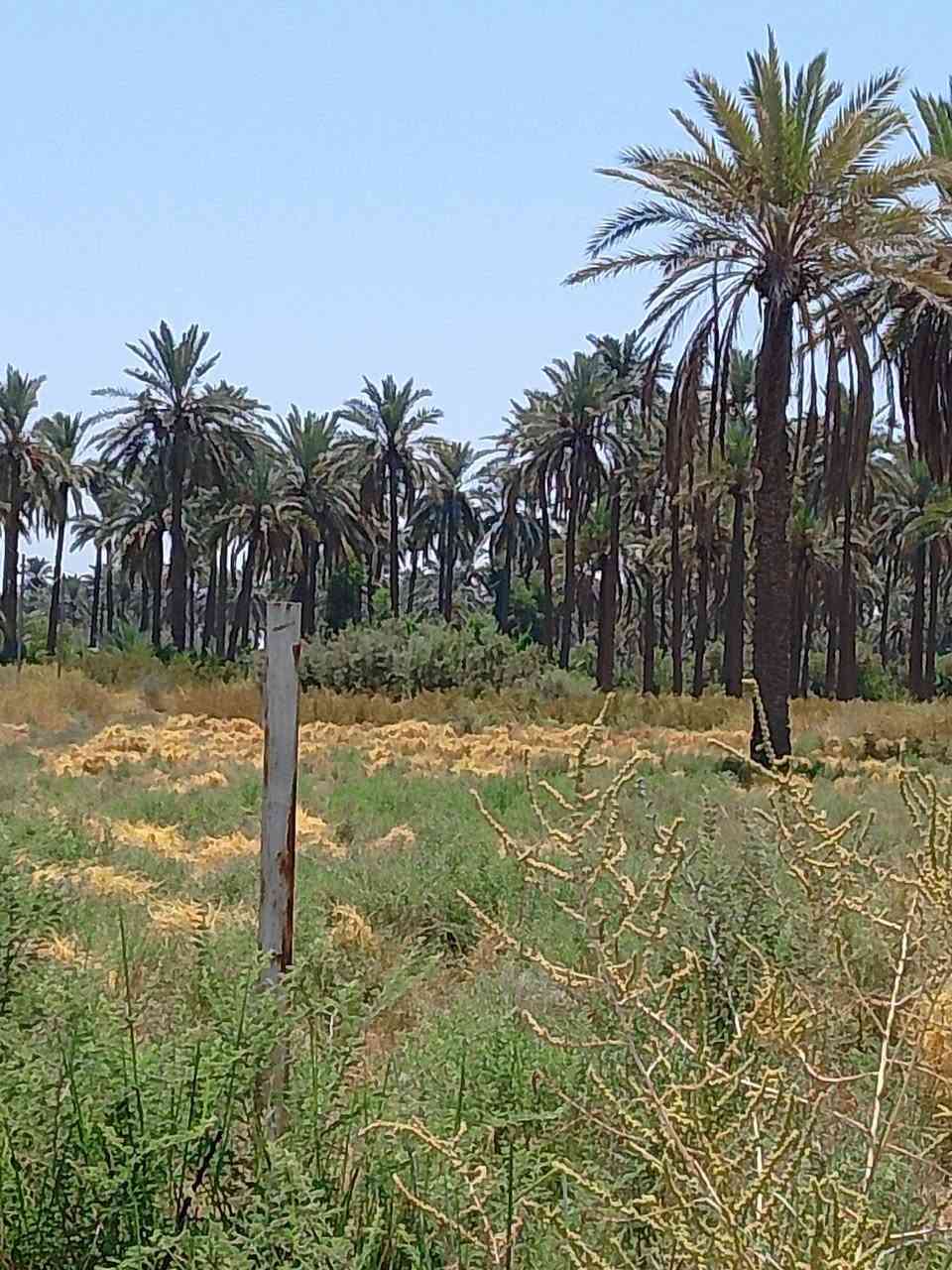 أرض زراعيه دونمين بيها نخيل وماء وكهرباء الموقع المسيب أولاد مسلم تبعد عن المرقد كيلو ونص..وسعر الدونم 30مليون..تواصل ***********  ابو مصطفى النصراوي
