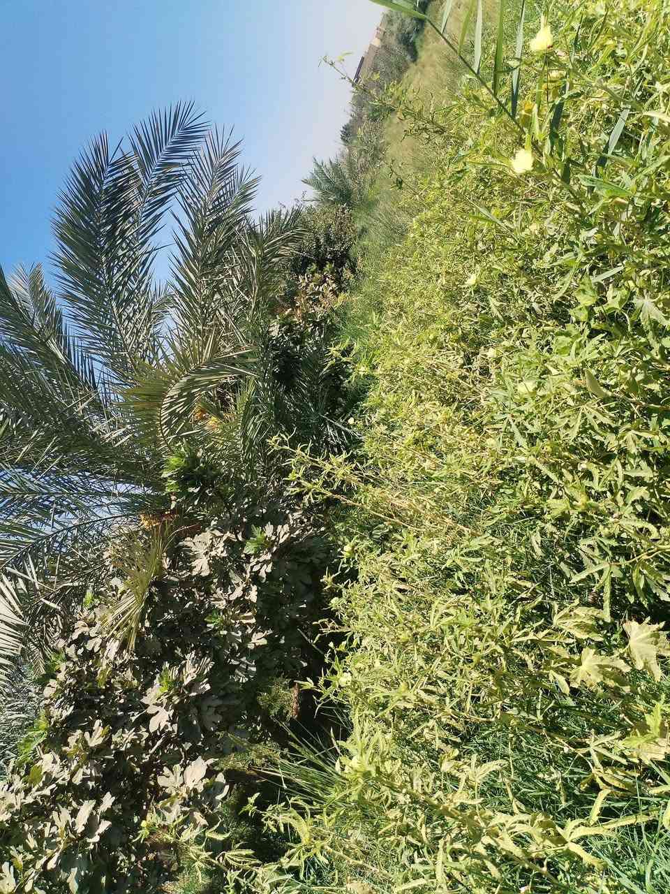 ارض زراعيه دونم في النجف جسر ام عباسيات قرب  مدرسة الفائزين
تحتوي على 20 نخله قسم حمال و تين 
وتحتوي على روائي(مشروع) على سدرها 
و تحتوي على بريمه 
وتحتوي على كافة الخدمات ماء مجاري كهرباء 
قريبه على المدارس ابتدائيه و ثانويه و تحتوي على نفضه 
باقي التفاصيل.... ***********
