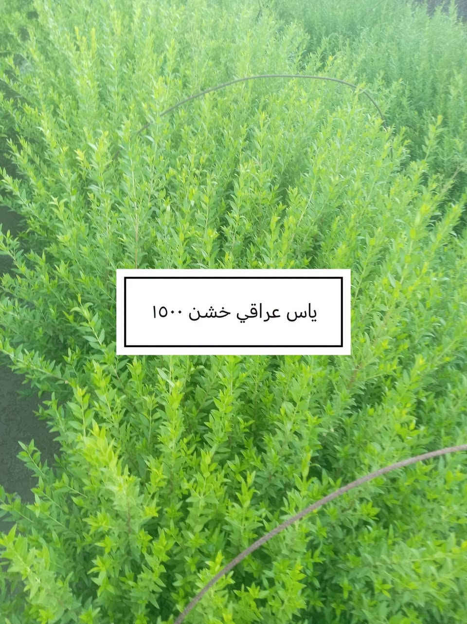 السلام عليكم ورحمة الله وبركاته
 موسم خير وبركة 

إخواني الكرام
الفقرات الجديدة
المتوفرة حاليا

للاستفسار أو لمعرفة الموقع بشكل أدق، راسلونا على الواتساب:

📞 ***********
📞 ***********

نوفّر لكم أفضل الأصناف من حيث الجودة والنوعية.

📍 العنوان:
بغداد – اليوسفية – الرضوانية الشرقية
طريق معمل زينب – ثالث مشتل 
مكتوب على الباب مشتل الرضوانية
مجاور محطة الخليج لغسل السيارات.

🔹 البيع جملة
🔹 من يرغب بالشراء مفرد يمكنه الحضور إلى المشتل والاختيار بنفسه.
🔹 لا يوجد توصيل للمفرد.
🔹 توصيل الجملة فقط بسيارات حمل بالأجرة ويتم الاتفاق مباشرة مع سائق النقل.

🚚 رقم سائق النقل:
***********

📞 أرقام المشتل:
*********** (واتساب)
***********

🌳 الأسعار والأنواع
1- كابرس متر ونص   1000🪴
2- دم العاشق كويتي سندانه    1000🪴
3- جورنته ليموني  2000🪴
4-شبوي ليلي خشن ارتفاع متر  2000🌺
5-ددونيه نص متر  750🪴
6-أكاسيه عراقيه  متر فما فوق  2000🪴
7- ياس عراقي خشن  1500🪴
8-ياس أيطالي  1500 🪴
9- ورد جوري عراقي  2000🌺
10- ورد رازقي 2500🌺
11-سرو أيطالي الارتفاع متر ونص5000🪴
12- ورد القهوه اقل من متر 10000🌺
13-سدر تايلندي خشن 9000🌴
14- عفص 7000🌲
15- كاردينيا 8000🌺
16-متسلق ياسمين احمر هندي  عطري  الارتفاع متر ونص  8500🌺
17- جاكرنده البنفسجيه  5000🪻

📍 موقع المشتل على الخريطة:
https://maps.app.goo.gl/EfkBiYR7ezQDtA6v5

حياكم الله وتشرفونا بزيارتكم 🌿

📍 موقع المشتل على الخريطة:
https://maps.app.goo.gl/EfkBiYR7ezQDtA6v5

حياكم الله وتشرفونا بزيارتكم 🌿
