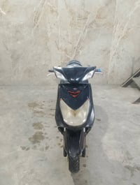 سكنس فحل • ياباني • اوراق كامله