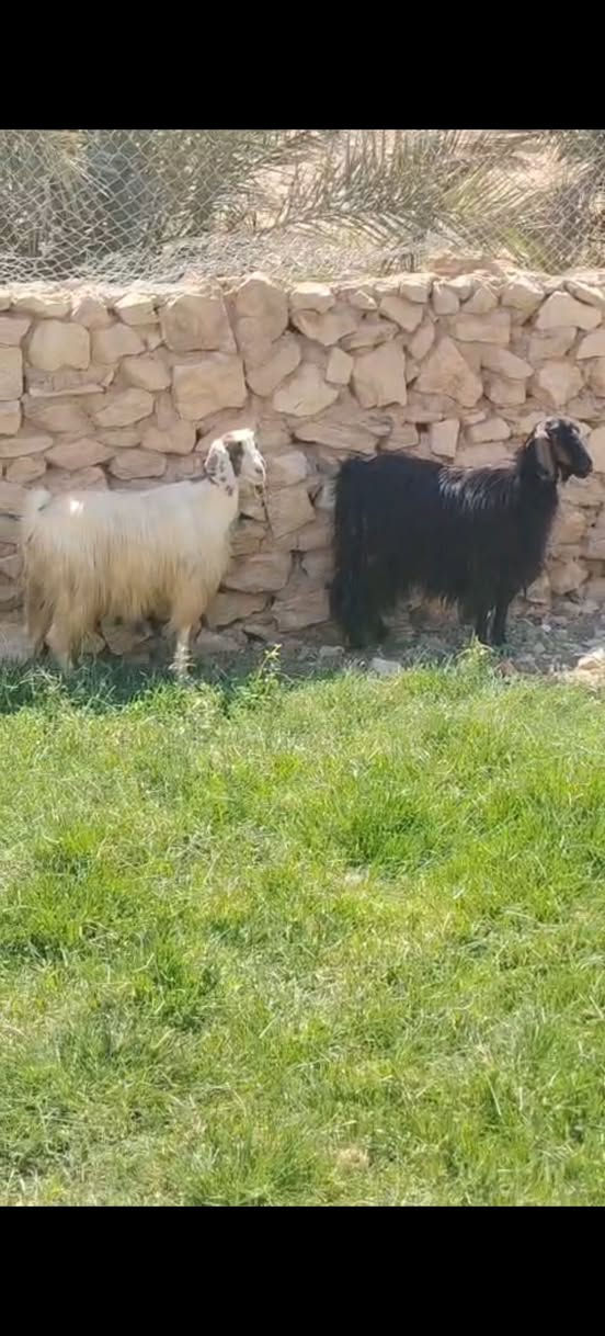 سلام عليكم. اخوان متاح جذاع ثنين مآلات جنية كامل مواصفات الجنية خشان فول شرط النصاح سن وشطر ونصاح ع كل عيب سعر الزوج ب ٦٠٠ مكان حديثة حقلانية يوجد توصيل حسب الاتفاق للاستفسار الاتصال على الرقم ***********
