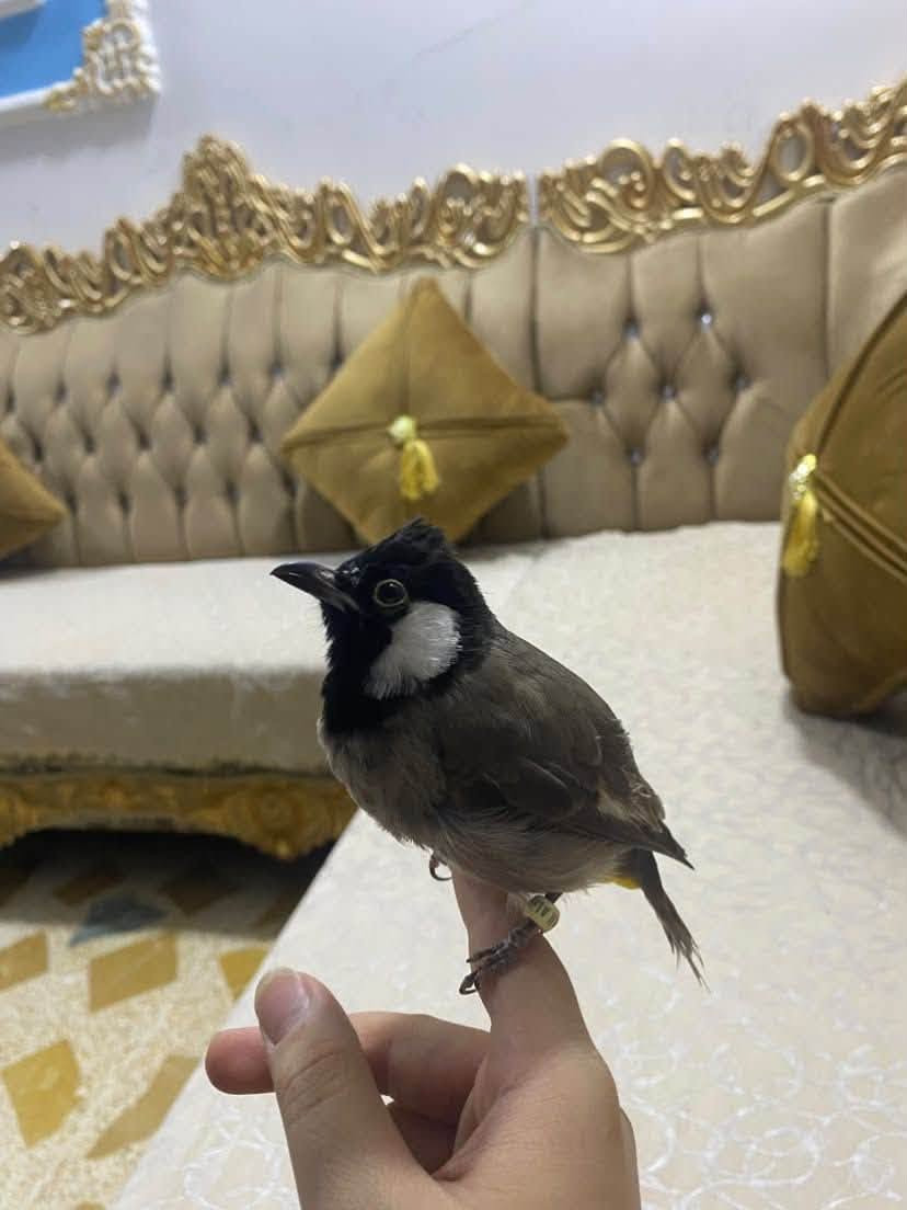 سلام عليكم شباب الطيبين يرحم والديكم اقرو المنشور زين ✨✨✨✨✨✨✨ للبيع بلبل تمر طفره
لاعوب وحلو يطلع وياك وين متريد نضيف مال بيت مو مال محلات يعني اني ربيتو على ايدي ومن اشتريتو هو اصغير من بيت مو من محل يعني ابو ومه هم مال بيت البلبل تغريد وطك اجناح فوللل

وملاحضه //المايعرف بل بلابل لا يعلق يرحم والديكم 

السعر 90وبي مجال  الريده مال بيت مال محل هاي ضلت يمكم  
لاستفسار ***********

محتاج افلوس ضروري ضروري الله شاهد لو ما محتاج مابيع ولا اطلو من البيت يشهد الله عليه 🤍
