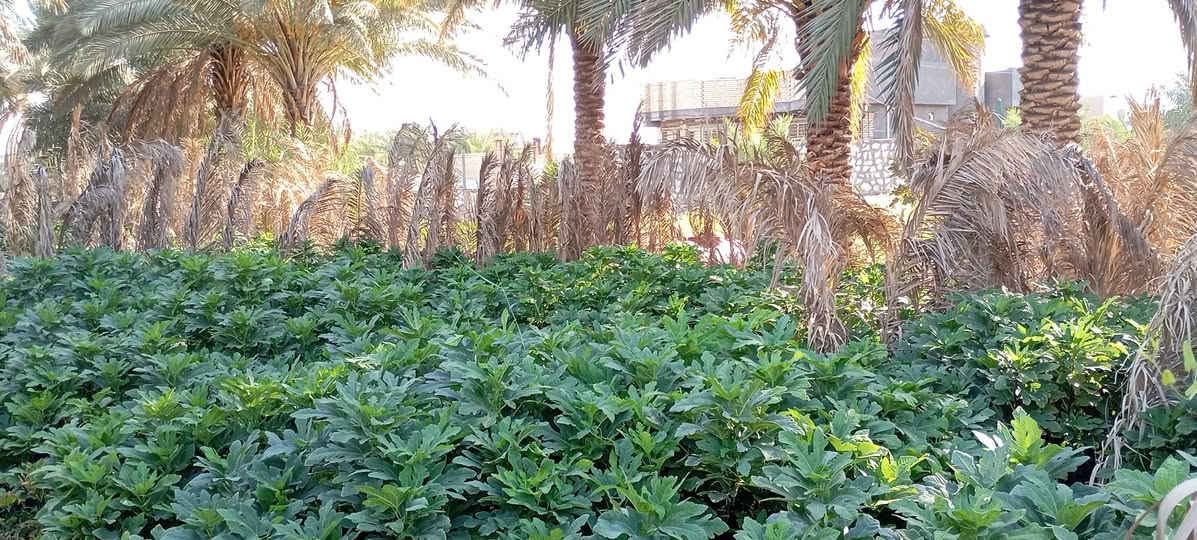 على بركة اله
🌞🌴.... البيع. شتلات تين ....🌴🌞🌴 
     🌞🌱تين اسواد تين بن مسلم🌱🌞🌱
     🌞 🚨.  المكان    بابل.      الكفل.🚨🌞
     🌞 جمله فقط
     🌞 جمله فقط
     🌞جاهز الزراعه 🌴🌴
     🌞اقل كميه ١٠٠ شتله 
     🌞التصال ***********📞📞
     🌞رتفاع متر. وأكثر🎄🎄 . حجم سندانه كيلوين 
     🌞ملاحظه. الشراي. يتصل🪩🪩
