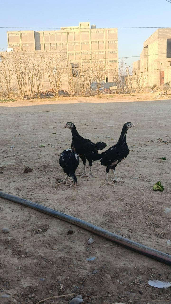 مخالف كوبرا هزاز الماني عمر 3اشهرونص تكريت قرب المطحمة ***********...***********
