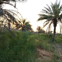دونم • طابو زراعي • منطقة الحصن