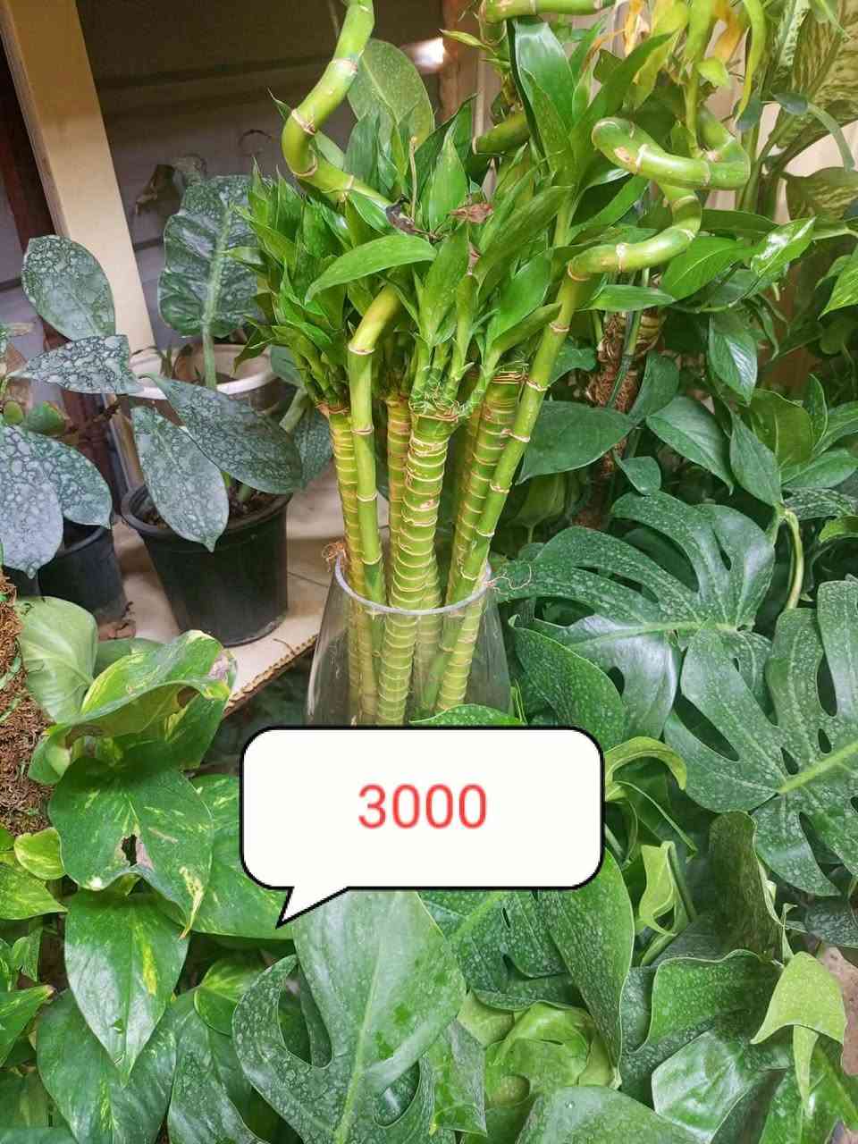 🌿 مشتل الجمعية 🌿
🌱 تم بعون الله تعالى وصول وجبة جديدة من النباتات الظلية 🌱

🌿🌿 متوفر لدينا تشكيلة متنوعة من النباتات 🌿🌿
📍 العنوان:
الدجيل – الجمعية – خلف الدفاع المدني

📞 للاستفسار والحجز:
***********
📱 واتساب متوفر

🚚 توجد لدينا خدمة توصيل داخل الدجيل
