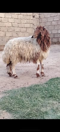 جوز دجاج • سمان • شرقاط