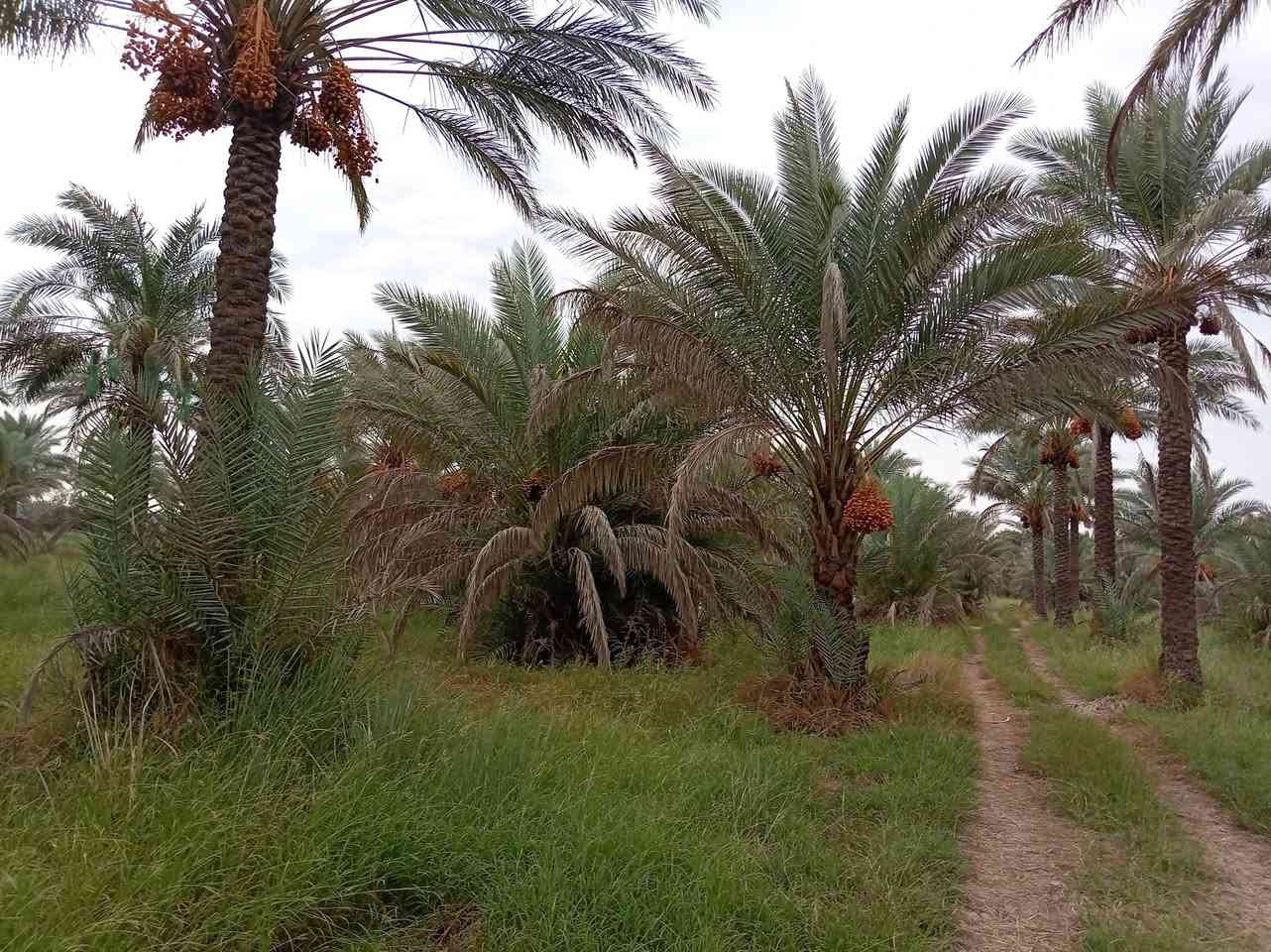 بساتين الازري • ١٧دونم • نخل عمر واحد