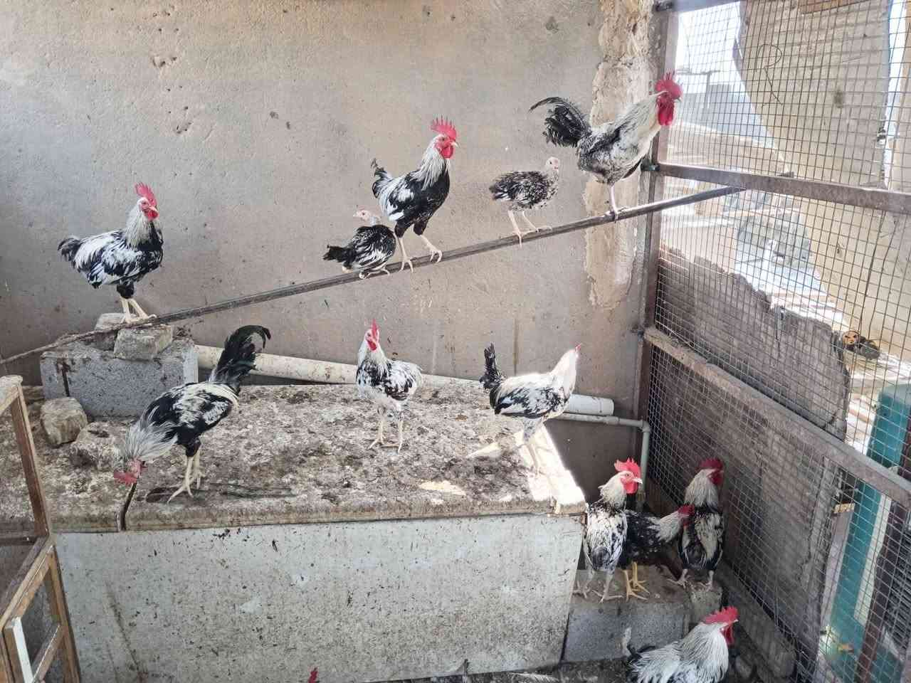ديوجه دندراوي • ١٨ طير • مجموعة فقط