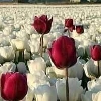 مكتب الخير • عمرة • حج