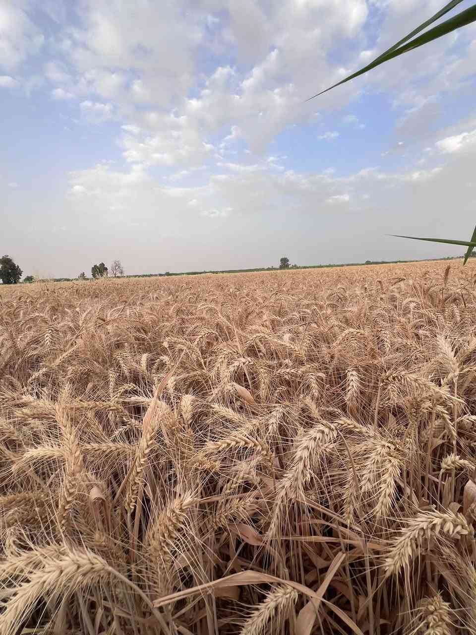 حنطة شيرو • إيطالي • مغلف
