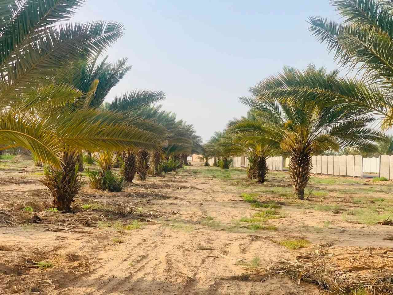 السلام عليكم 
دوانم لبيع كم دونم تريد موجود 
طابو سند٢٥
كافه الخدمات متوفره 
تبليط 
مسيجات صب جاهز
كهرباء ⚡️ 
ماء سقي وبير واساله 
كل دونم يحتوي ع ٣٠ نخله برحي ومكتومي 
الكفل مفرك نجف كربلا بصف محطه اسد النجف  تبعد عن الشارع العام ٢٥ متر

اسعار مناسبه

***********
