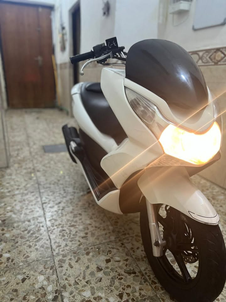 PCX • ياباني • اوراق كامله
