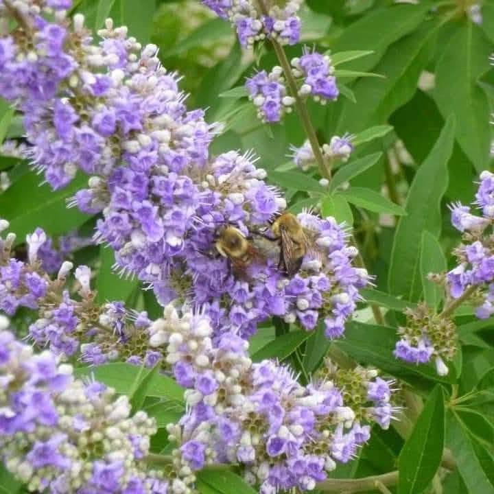 شتلات كف مريم • أزهار بنفسجية • بابل المحاويل