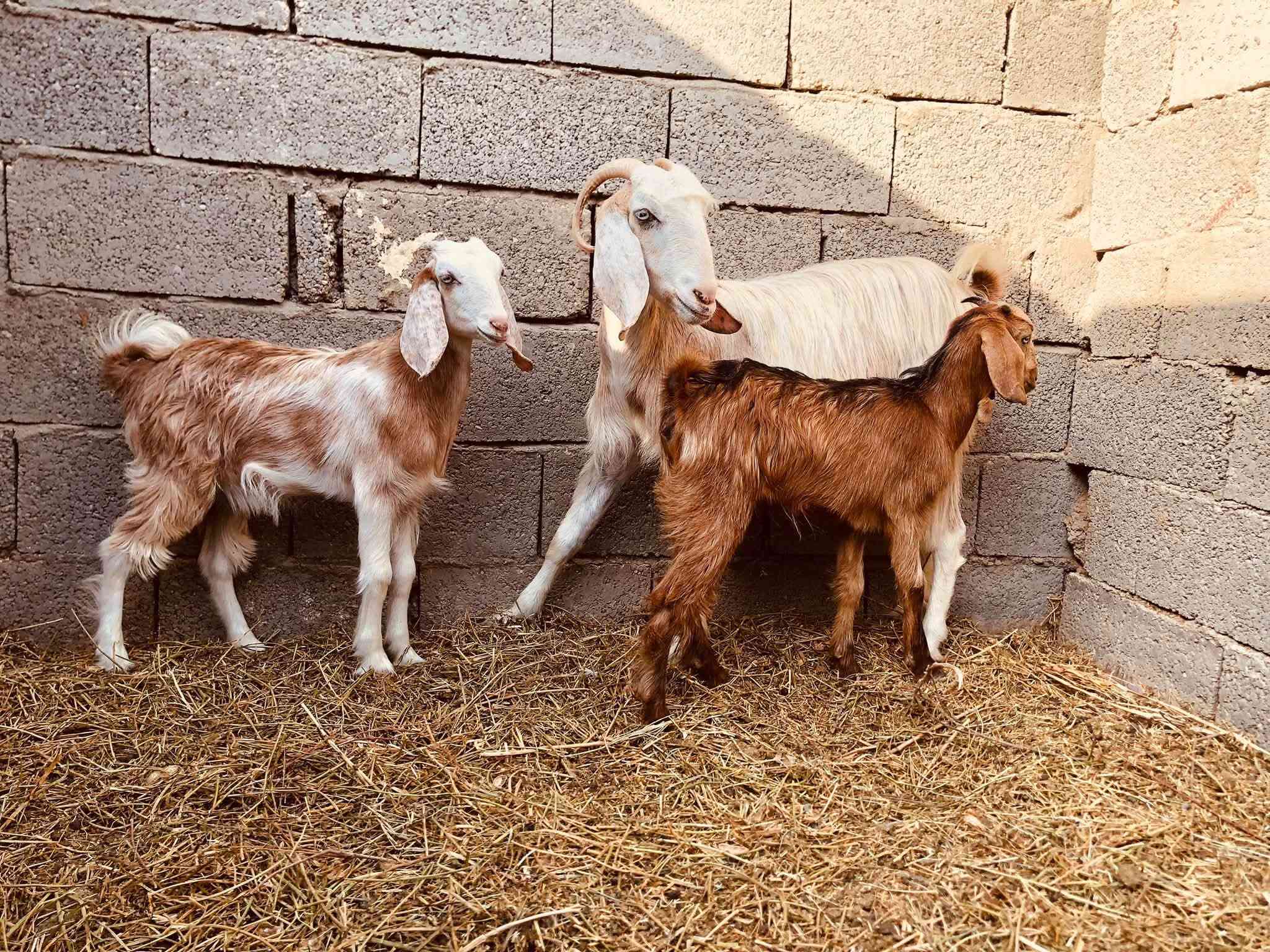 جذعه اول بطن • درجه اول • توصيل