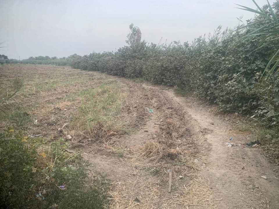 برينج • دونمين ونص • سند ٢٥