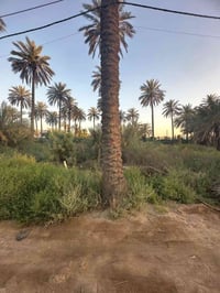 أرض زراعية • أبو علي التميمي • ١٠٠م
