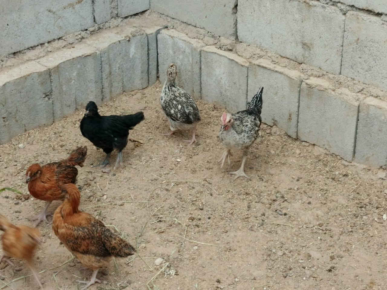 فراريج عرب • ٣ أشهر • تكريت
