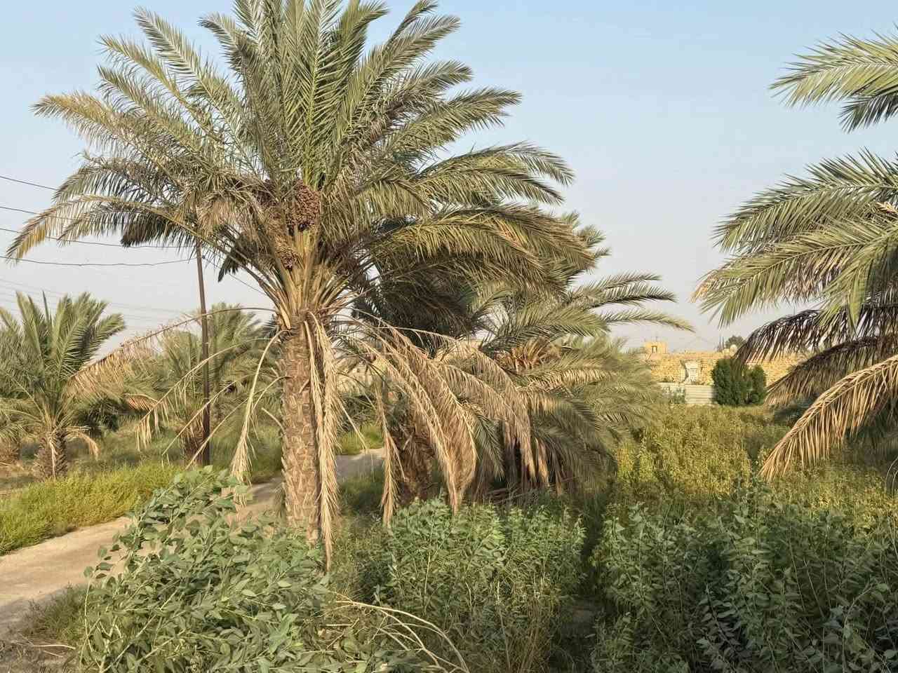 يالله
بستان للبيع المساحه دونمين ونص يحتوي على 4 بيوت بناء طابوك 2 سقف صب كونكريت وثنين عگاده داخل كله سيراميك ارضيه وجدار واجهة الأرض 60 والنزال 100م متوفر ماء وكهرباء العنوان الطبر قرب جسر الطبر الجديد العنوان واضح بالصور للاستفسار اكثر 

***********
