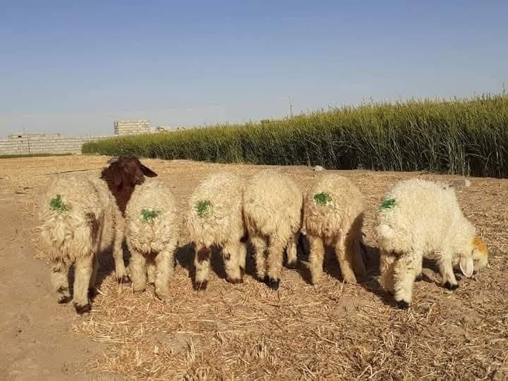طليان • زوج • فيس