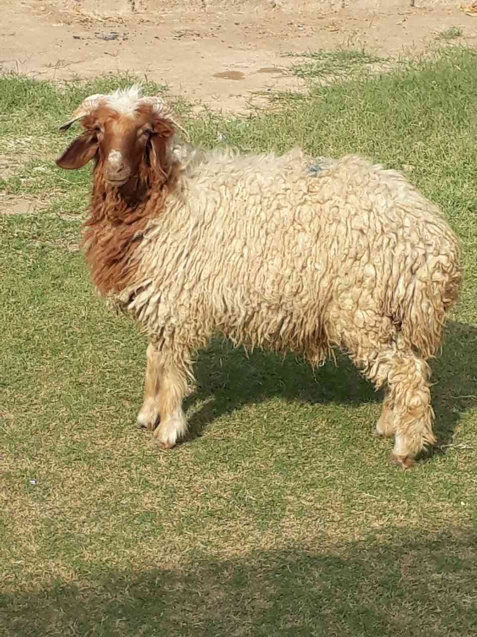 طلي فاخر • عنز شاميه • حي العصري