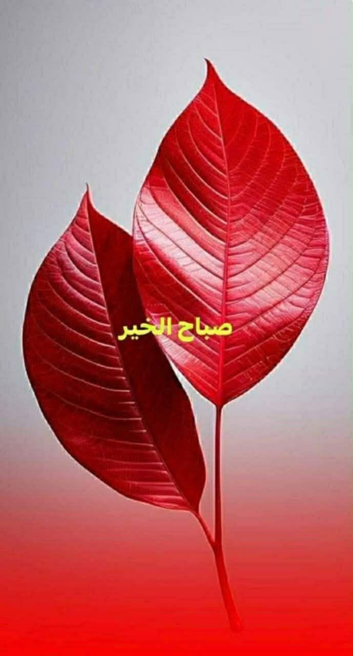 خط مسائي • ٤ ركاب • سيارات ٢٠٢٤