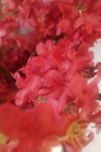 بغداد المنصور • تنسيق زهور • مبيت ووجبات
