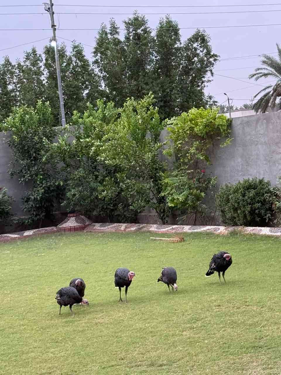 فسيف • فحل ٢ • نثاية ٣