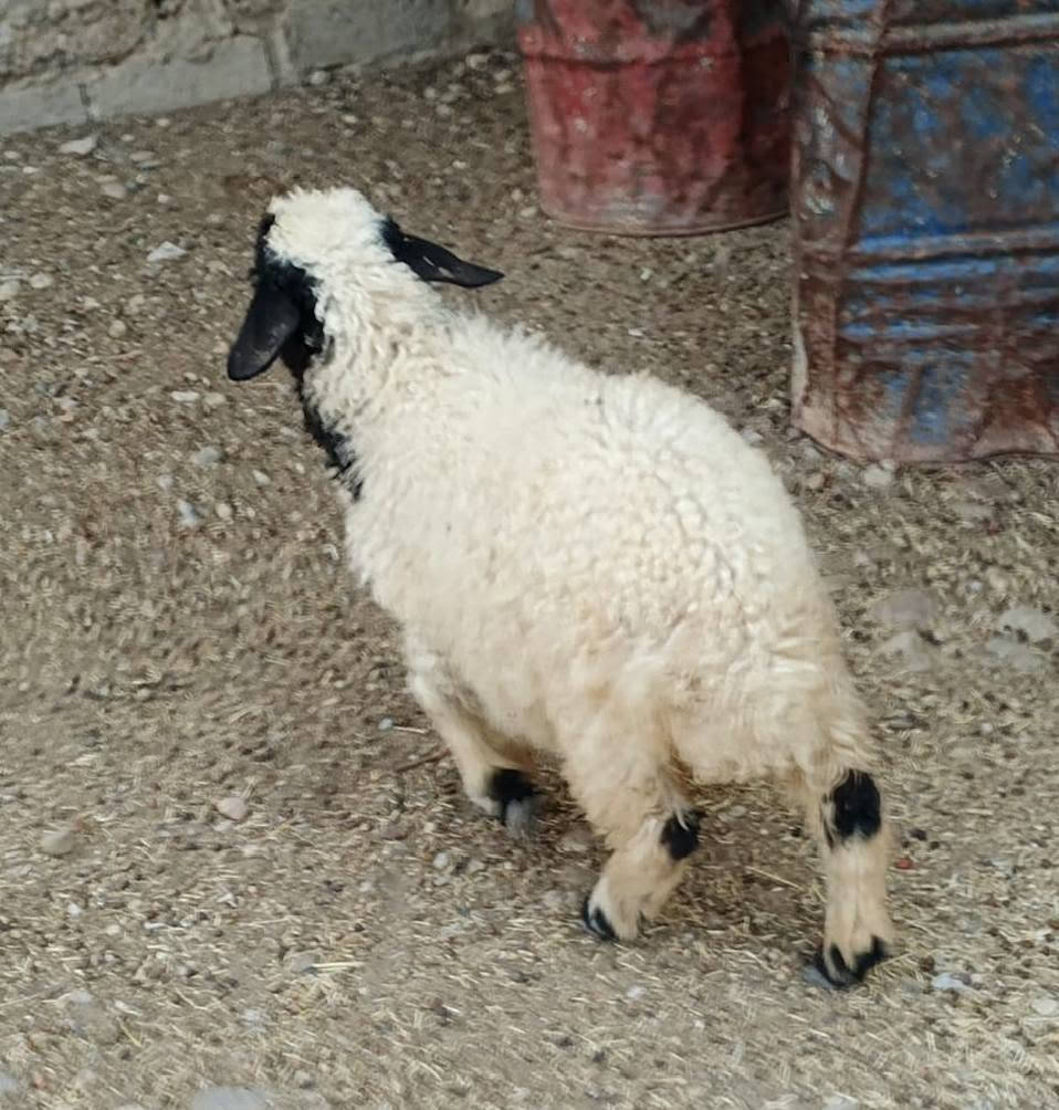 فطيمة • السنة • بيجي الحي العصري