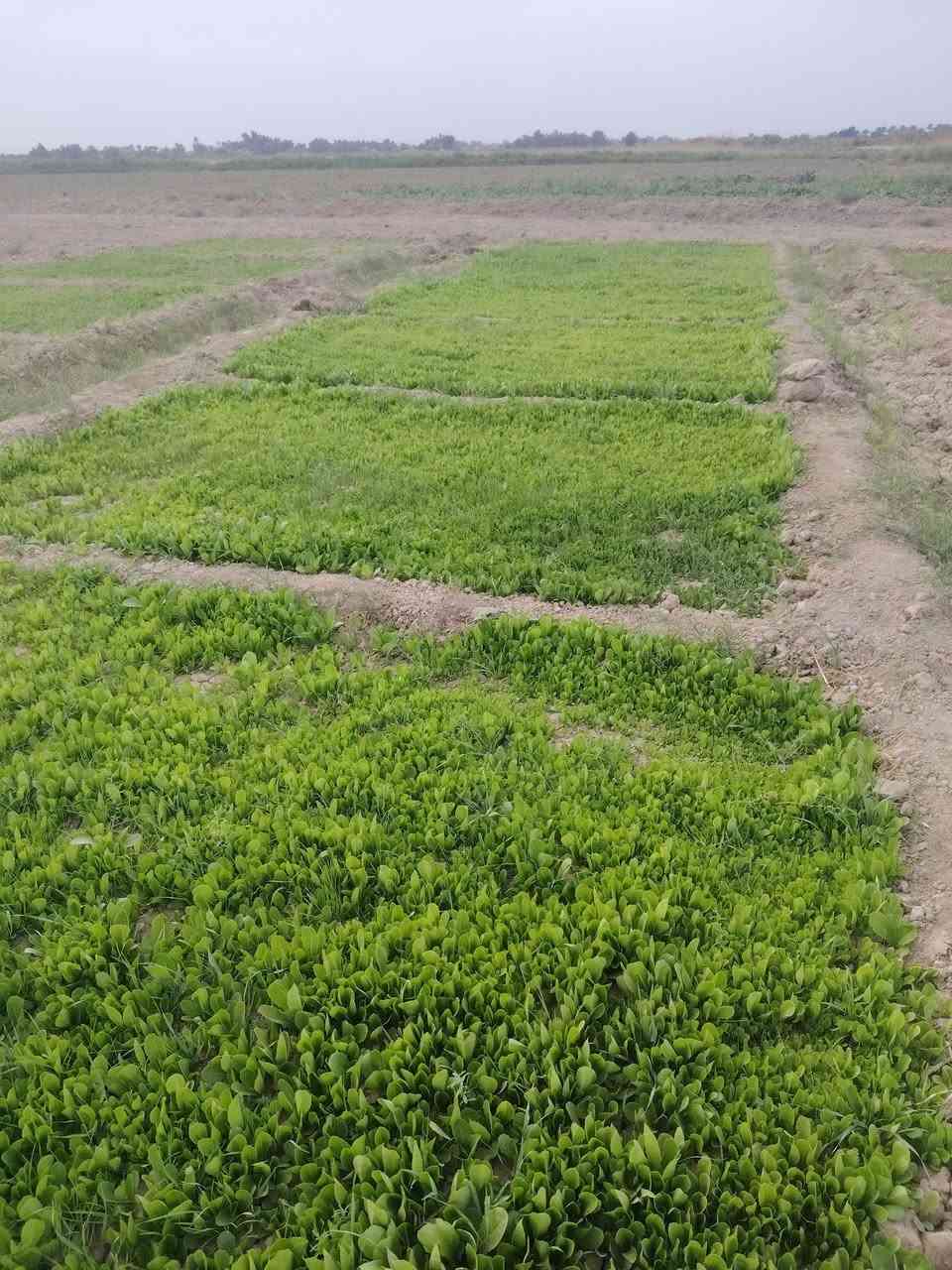 خش سويدي • درجة اولى • ديوانية ناحية نفر