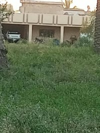 السده • ٤ دونم • طابو زراعي