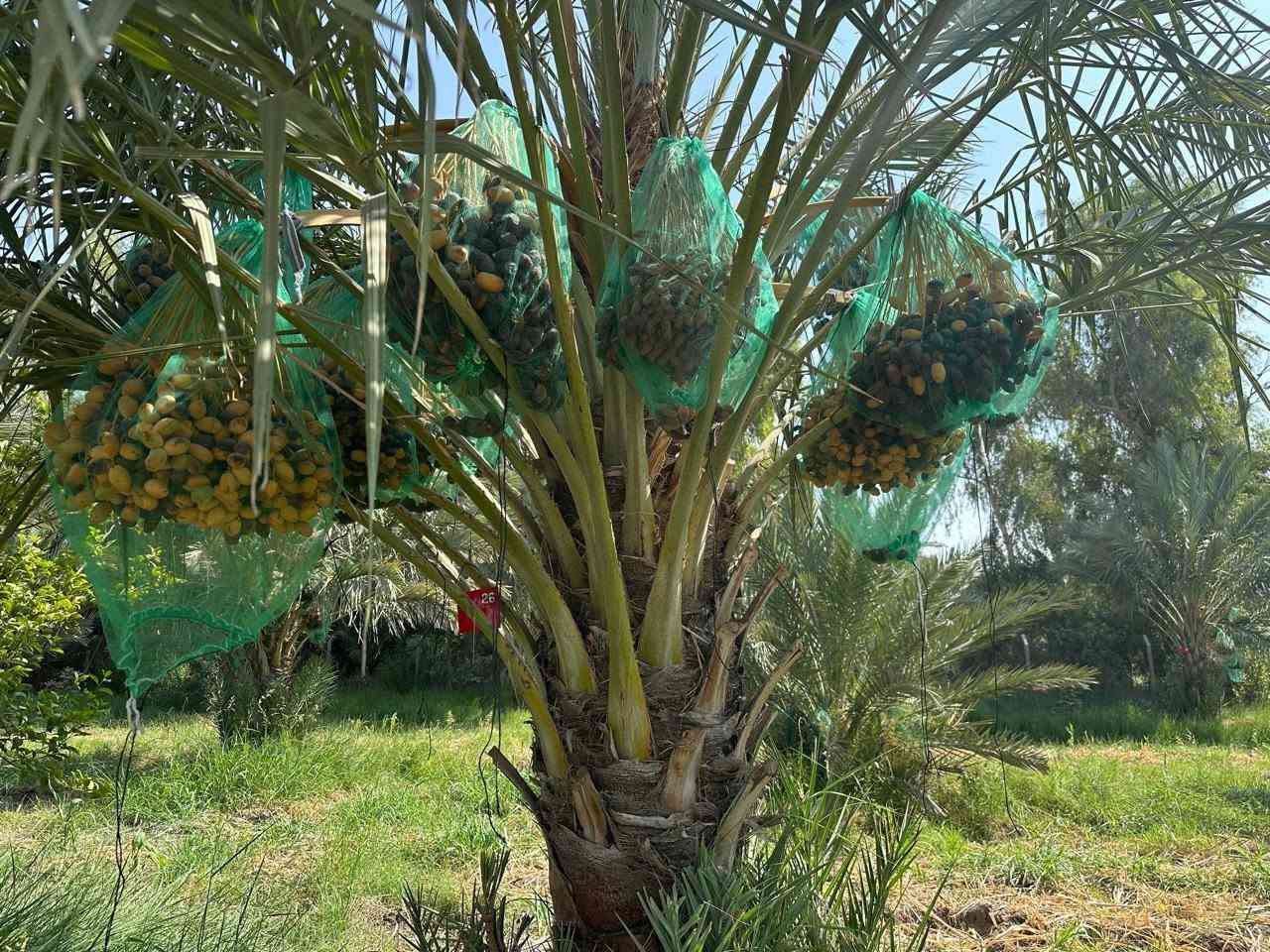ارض زراعيه في قضاء الرفاعي ٣ دونم إلاّ قليل
الجزء المطل على نهر الغراف مباشرة بعرض ٥٠ متر 

تحتوي على اكثر من ٦٠ نخله 

حوالي ٥٠ منها نوع مجهول مثمر بعمر حوالي ١٠ سنوات وحوالي ١٠٠٠ فسيلة مجهول منها ٢٠٠ مجذره بالام 

تسقى عبر منظومة ري بالتنقيط بالاضافه إلى أشجار تين وتفاح ورمان ونبك ونومي حامض

للبيع مع الفسائل او بدونها علماً إن بيع فسائل المجهول على أساس الجدول المرفق أدناه ودمتم سالمين
***********

نص مكتوب في الصور:
- من أرضنا ... إلى مستقبلك فسائل نخيل المجهول فرصة كبيرة جداً لا تفوّت الفرصة ... ازرع مستقبلك الآن من الأمهات المنتخبة جودة .. أصالة .. إنتاجية عالية اشتري أكثر بسعر أقل عدد الفسائل سعر الفسيلة الواحدة (دينار عراقي) المبلغ الإجمالي (دينار عراقي) 10 125,000 1,250,000 20 120,000 2,400,000 50 115,000 5,750,000 100 110,000 11,000,000 200 105,000 21,000,000 500 100,000 50,000,000 إرشاد زراعي مجاني مناسبة للمزارع والمشاريع الاستثمارية إنتاجية عالية وجودة مضمونة من الأمهات المنتخبة للاستفسار والطلبات +964 783 106 4317 ذي قار - قضاء الرفاعي نخيل اليوم ثروة للمستقبل كميات كبيرة متوفرة | أسعار مناسبة | مزارعنا في خدمتكم أجود أنواع التمور المجهول
- 50 22 134 45 54