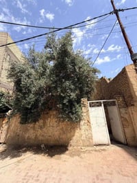 طوريج الطنبي • ١٤١م • خلف المجمع الجديد