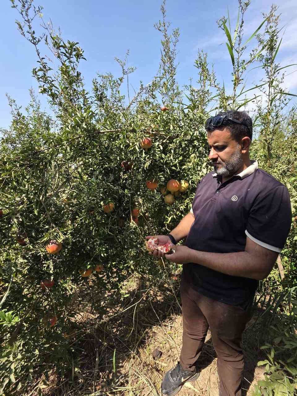 مكتب المقدادية للتنمية الزراعي  متابعة اصحاب البساتين الرمان والنتائج كماموضح للتواصل ***********

نص مكتوب في الصور:
- بأذن الله سترج شهربان مدينة الرمان بالتعاون مع عشاق بساتين الرمان والالتزام بالتوصيات والبرامج المخصصة لتسميد وحماية الرمان من الآفات