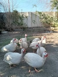 رش قبج • ابيض • ٢٠