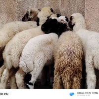 طليان • ٤ ذكور ٣ إناث • قضاء الشامية