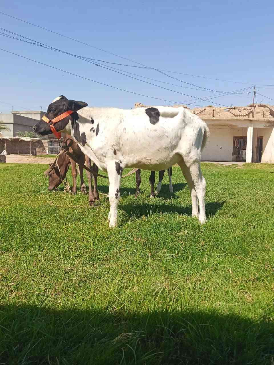 السلام عليكم مكلف بل نشر اتصل عل رقم 
اخوان يوجد اباجير جنس فول 
 رقم واحد خط اول 
فول الفول 
العنوان صلاح الدين الشرقاط قريه شكرا
هاتف/***********
***********بي واتساب 
ماتحصل رقم او مشغول راسلني واتساب ودلل باقي تفاصيل بل فيديو
