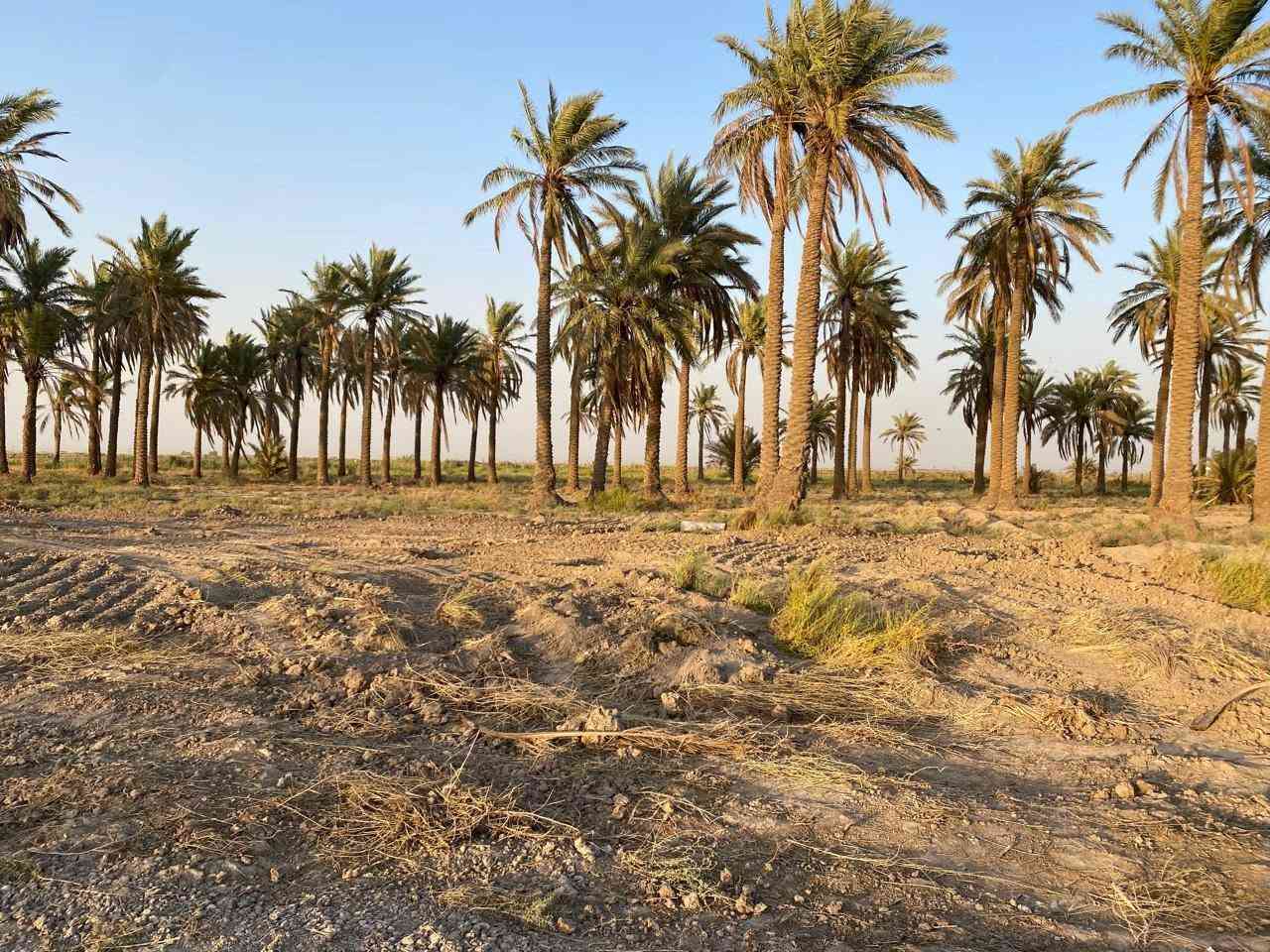 السلام عليكم ٣ دوانم سند 25 الصويره منطقه الصامدين سعر الدونم ٣٢
***********
