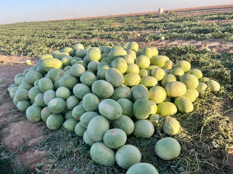 السلام عليكم. ركي البو علي. شرط احمر وشكر. جمله مفرد  الاتصال ع الرقام ***********   ***********
