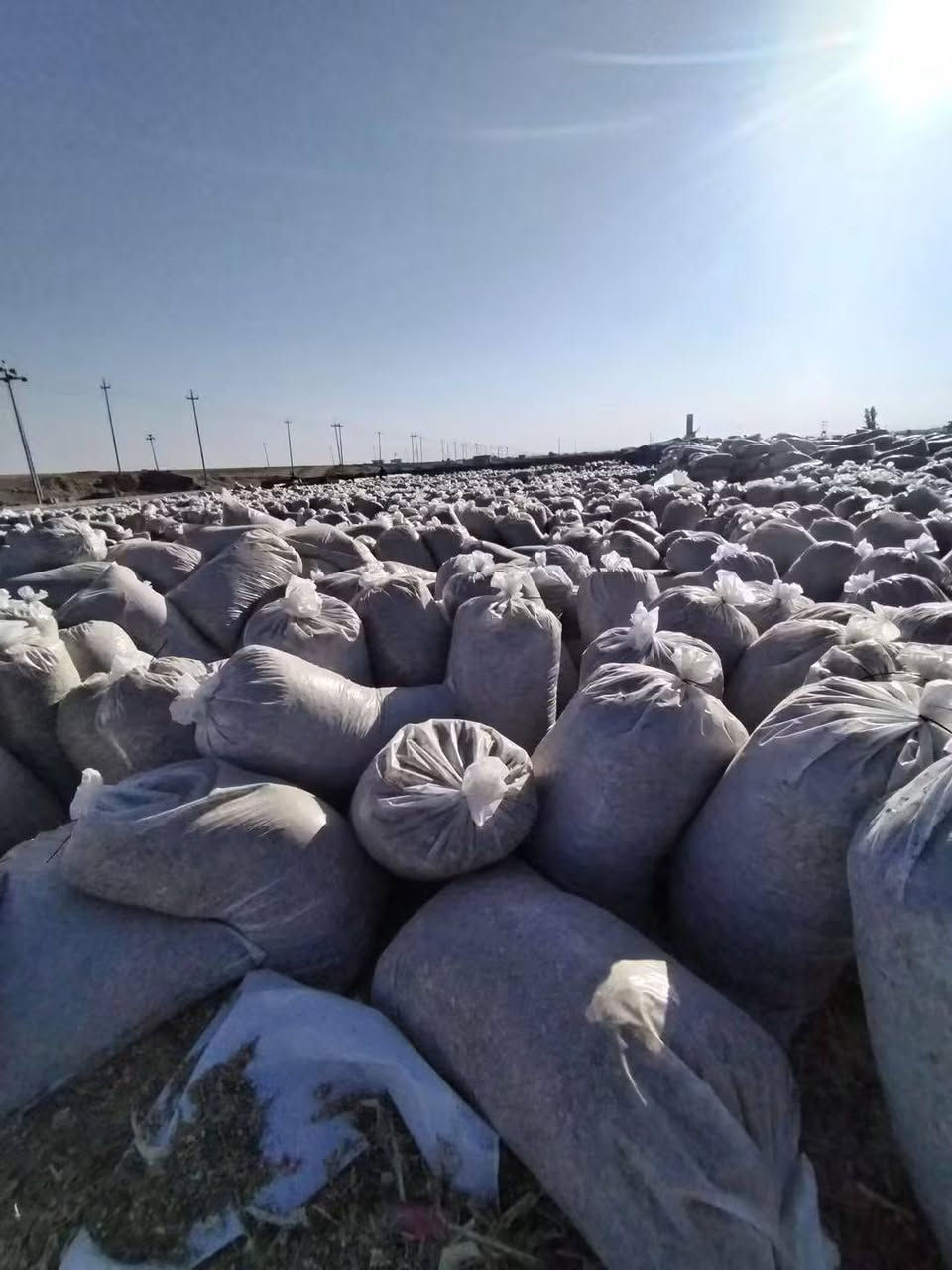 الى الاخوة التجار ومربي الثروة الحيوانية...
يوجد علف السيلاج ذرة صفراء وبكميات مفتوحة وباسعار مناسبة.. في محافظة كركوك.. قضاءالحويجة
فعلى الراغبين بالشراء الكميات كبيرة ومفتوحة ولله الحمد..
محصول جيد وغني بالبروتين والعناصر الجيدة ومدر للحليب ومسمن.
يحصد حاصل الذرة كاملا الشجرة والعرنوص وتعبأ بمادة النايلون الحافظة... وهذا العلف تستعمله الدول المتقدمة وذو نفع كبير واسعاره قليلة قياسا بأسعار الاعلاف في السوق المحلية.
للاستفسار أكثر..
***********
