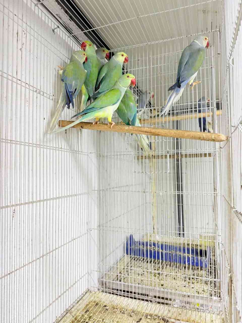 متاح درات هندي مال تكاثر / ***********
