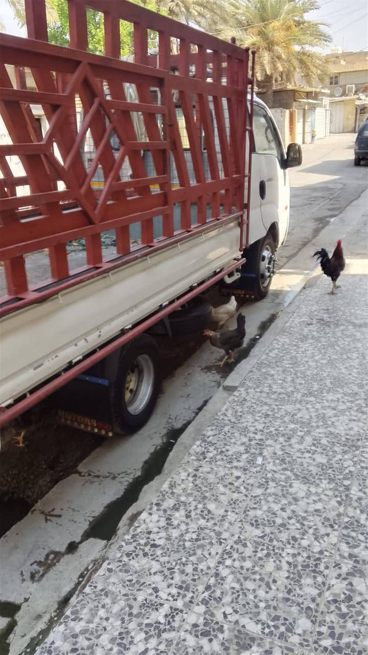 فحل مسكر • ٢٠١٣ • نظيفه