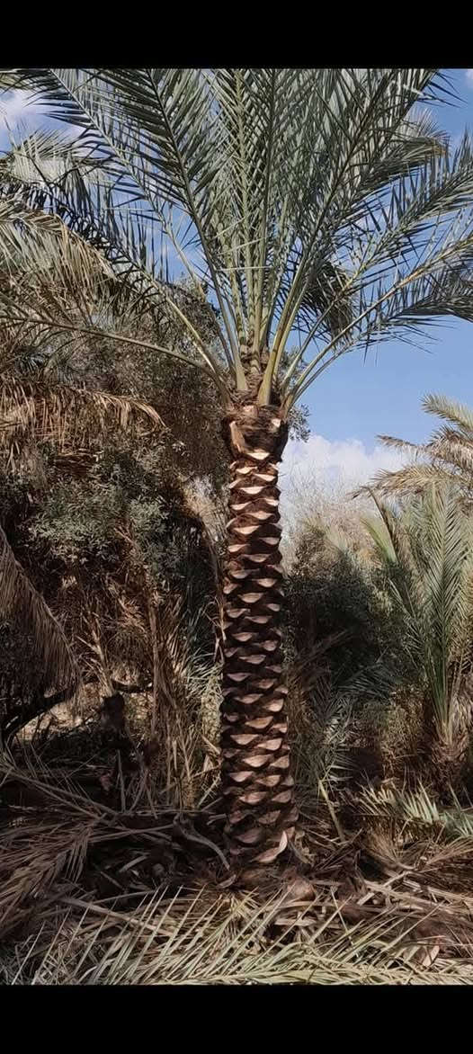 سلام عليكم اشتغل تكريب وتنضيف النخل وكصاص التمر وهذت شغلي وهذا رقمي ***********
