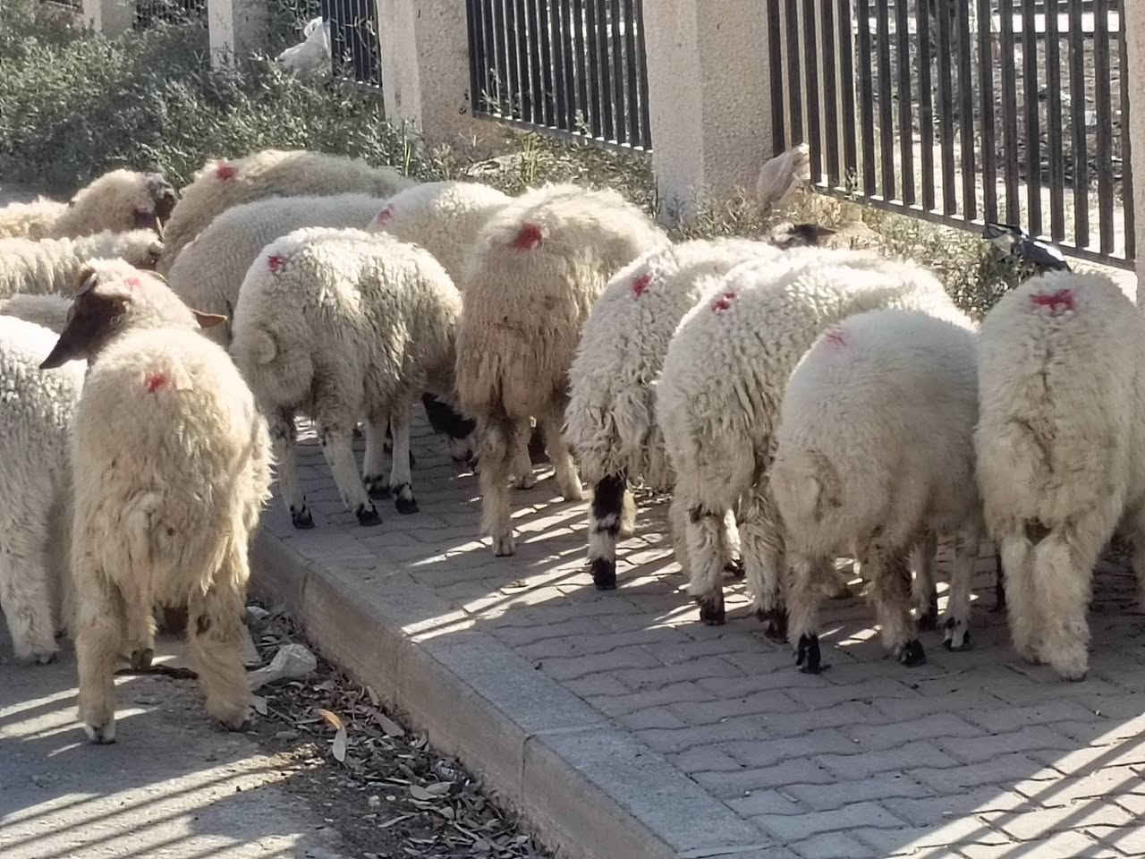 طليان ناصحات • ٢١ • حي العصري